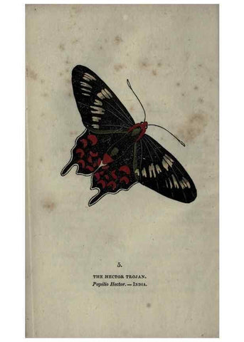 Reproducción/Reproduction 6800114358: The book of butterflies, sphinxes and moths;. London,Whittaker,1832-34.