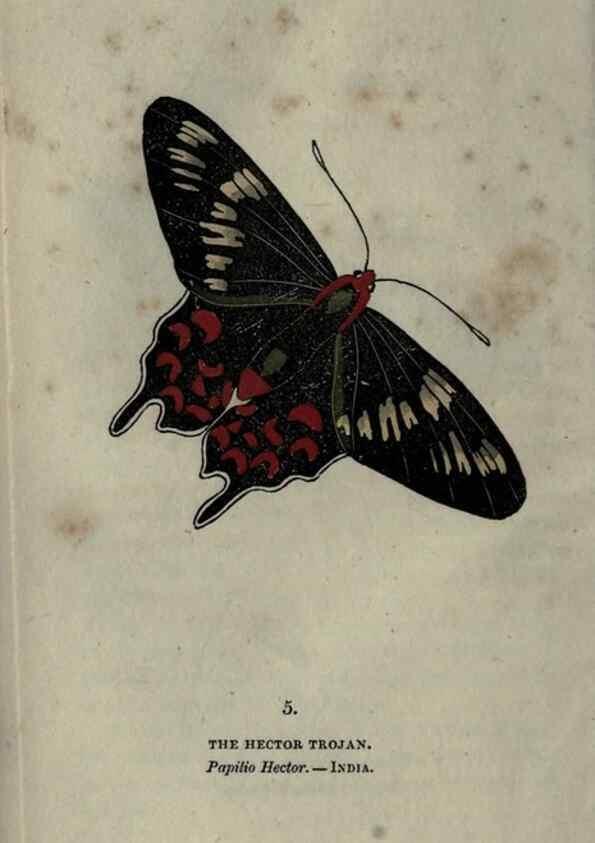 Reproducción/Reproduction 6800114358: The book of butterflies, sphinxes and moths;. London,Whittaker,1832-34.