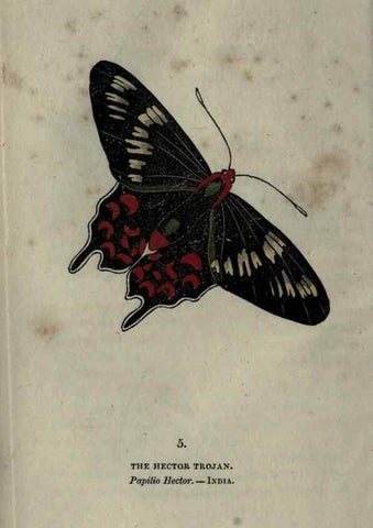 Reproducción/Reproduction 6800114358: The book of butterflies, sphinxes and moths;. London,Whittaker,1832-34.
