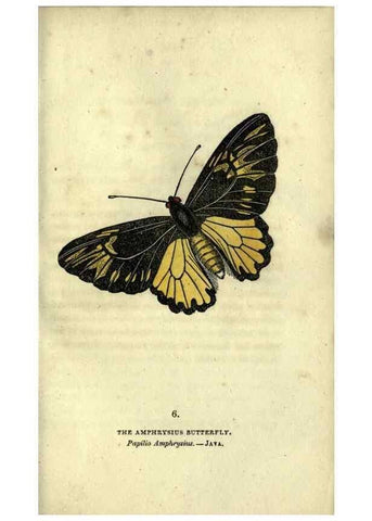 Reproducción/Reproduction 6946220503: The book of butterflies, sphinxes and moths;. London,Whittaker,1832-34.
