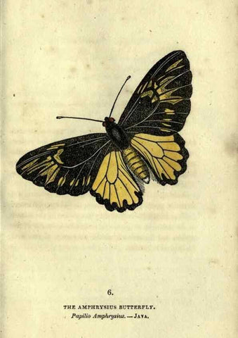 Reproducción/Reproduction 6946220503: The book of butterflies, sphinxes and moths;. London,Whittaker,1832-34.