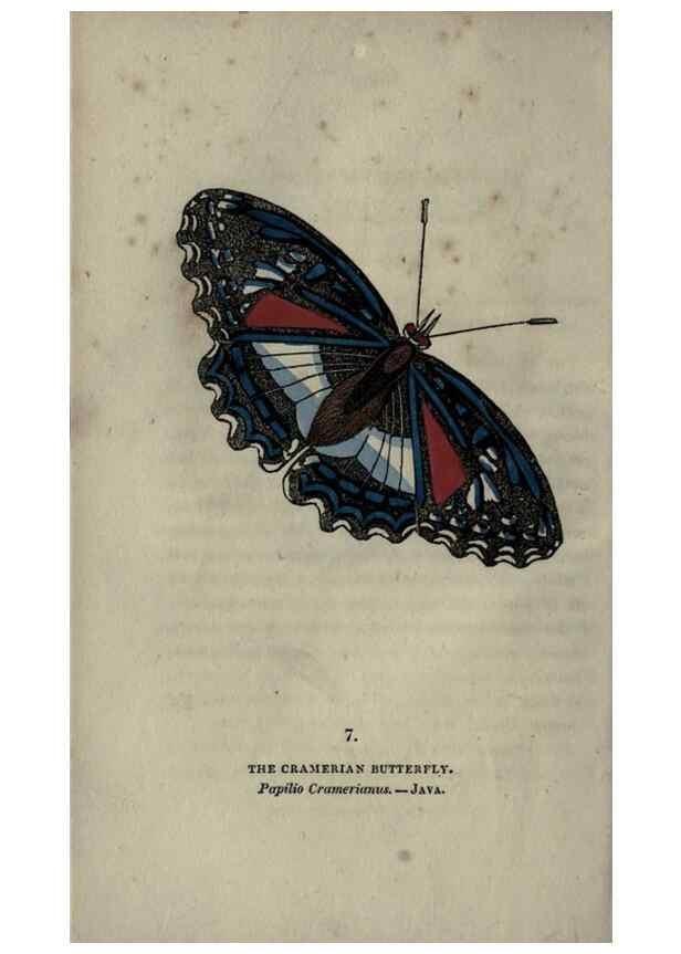 Reproducción/Reproduction 6800115152: The book of butterflies, sphinxes and moths;. London,Whittaker,1832-34.