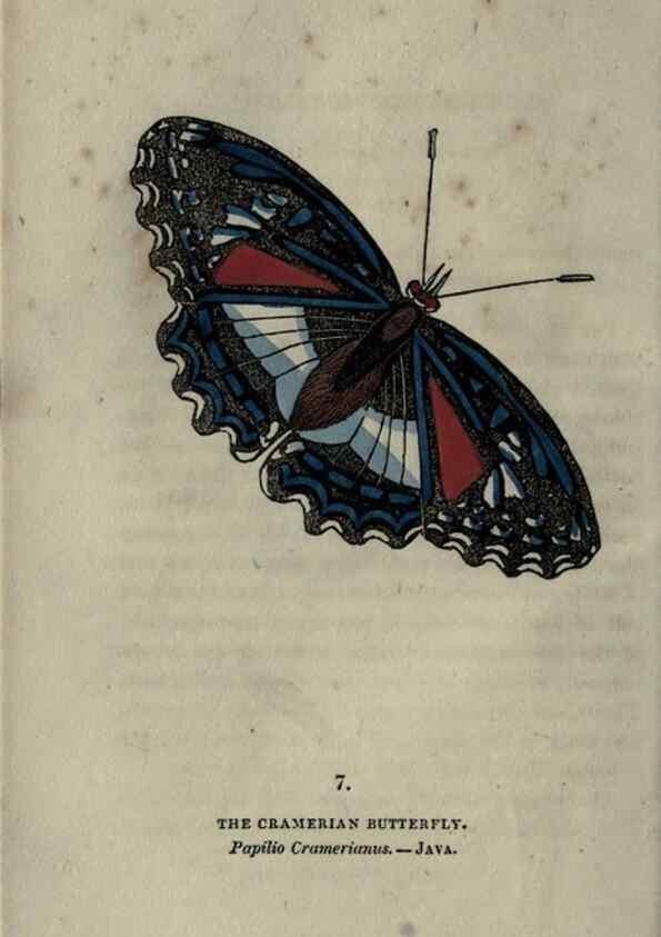 Reproducción/Reproduction 6800115152: The book of butterflies, sphinxes and moths;. London,Whittaker,1832-34.