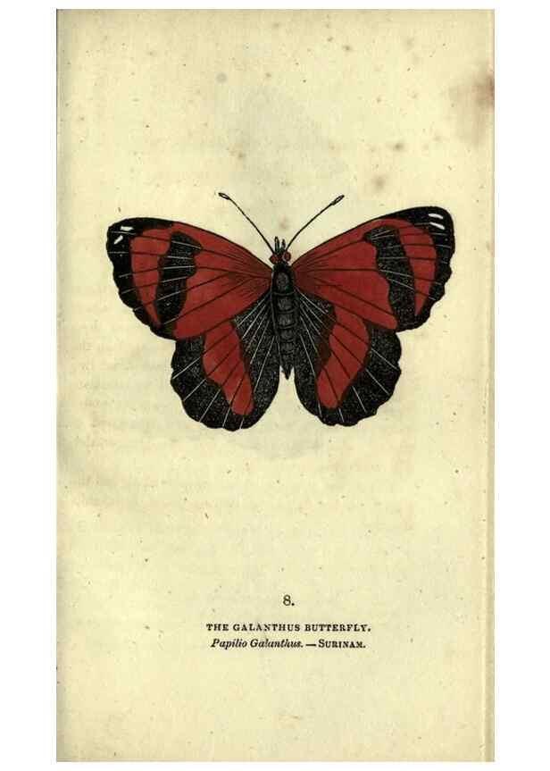 Reproducción/Reproduction 6800115590: The book of butterflies, sphinxes and moths;. London,Whittaker,1832-34.