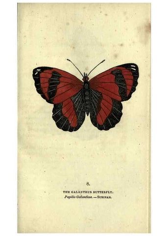 Reproducción/Reproduction 6800115590: The book of butterflies, sphinxes and moths;. London,Whittaker,1832-34.