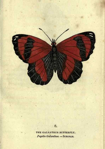 Reproducción/Reproduction 6800115590: The book of butterflies, sphinxes and moths;. London,Whittaker,1832-34.