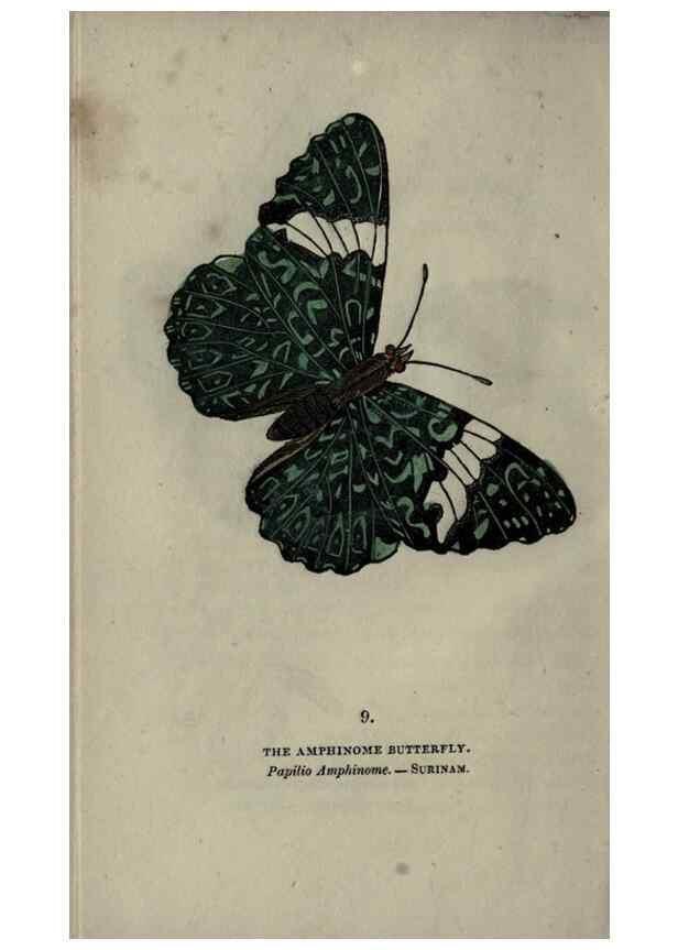 Reproducción/Reproduction 6800115908: The book of butterflies, sphinxes and moths;. London,Whittaker,1832-34.