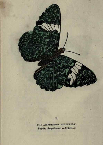 Reproducción/Reproduction 6800115908: The book of butterflies, sphinxes and moths;. London,Whittaker,1832-34.