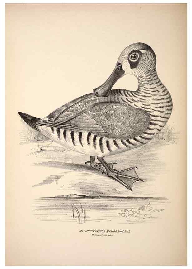 Reproducción/Reproduction 6943674207: Companion to Gould's Handbook; or, Synopsis of the birds of Australia.. Brisbane,Thorne & Greenwell,1877.