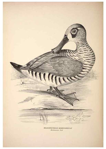 Reproducción/Reproduction 6943674207: Companion to Gould's Handbook; or, Synopsis of the birds of Australia.. Brisbane,Thorne & Greenwell,1877.