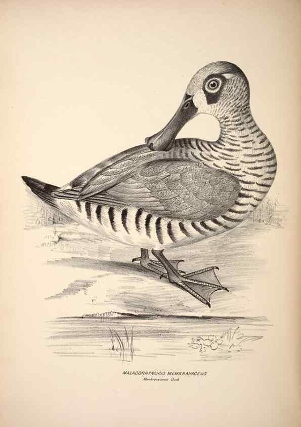 Reproducción/Reproduction 6943674207: Companion to Gould's Handbook; or, Synopsis of the birds of Australia.. Brisbane,Thorne & Greenwell,1877.