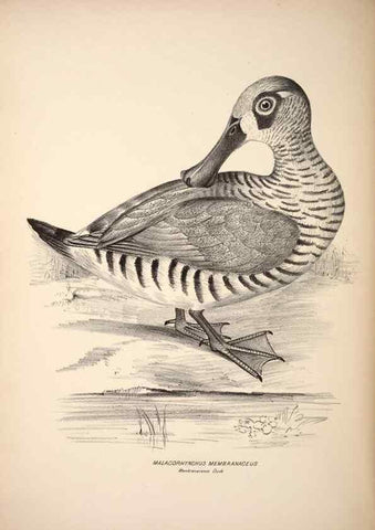 Reproducción/Reproduction 6943674207: Companion to Gould's Handbook; or, Synopsis of the birds of Australia.. Brisbane,Thorne & Greenwell,1877.