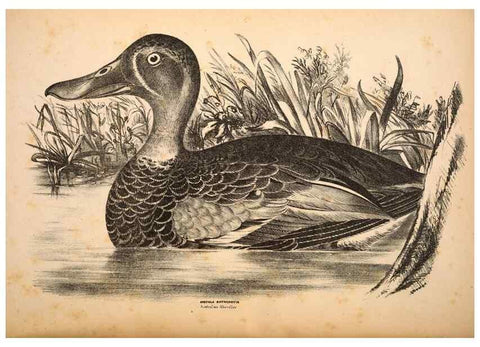 Reproducción/Reproduction 6797557416: Companion to Gould's Handbook; or, Synopsis of the birds of Australia.. Brisbane,Thorne & Greenwell,1877.