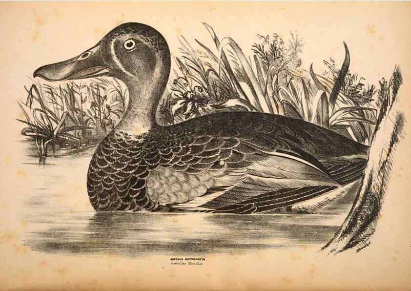 Reproducción/Reproduction 6797557416: Companion to Gould's Handbook; or, Synopsis of the birds of Australia.. Brisbane,Thorne & Greenwell,1877.