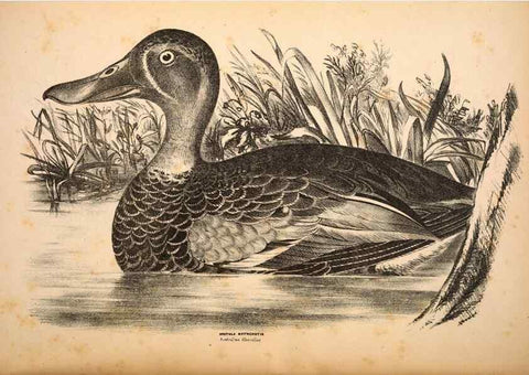 Reproducción/Reproduction 6797557416: Companion to Gould's Handbook; or, Synopsis of the birds of Australia.. Brisbane,Thorne & Greenwell,1877.