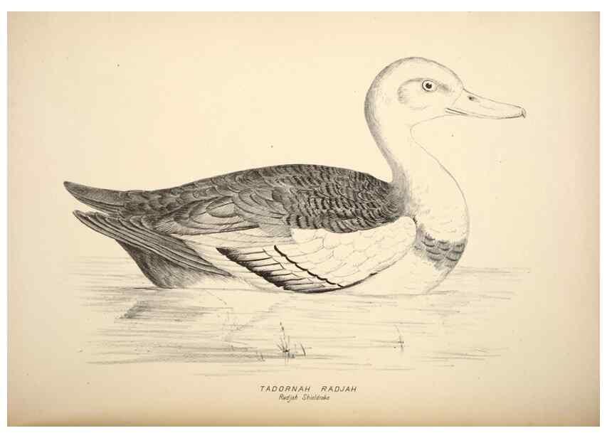 Reproducción/Reproduction 6943672219: Companion to Gould's Handbook; or, Synopsis of the birds of Australia.. Brisbane,Thorne & Greenwell,1877.