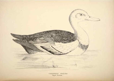 Reproducción/Reproduction 6943672219: Companion to Gould's Handbook; or, Synopsis of the birds of Australia.. Brisbane,Thorne & Greenwell,1877.