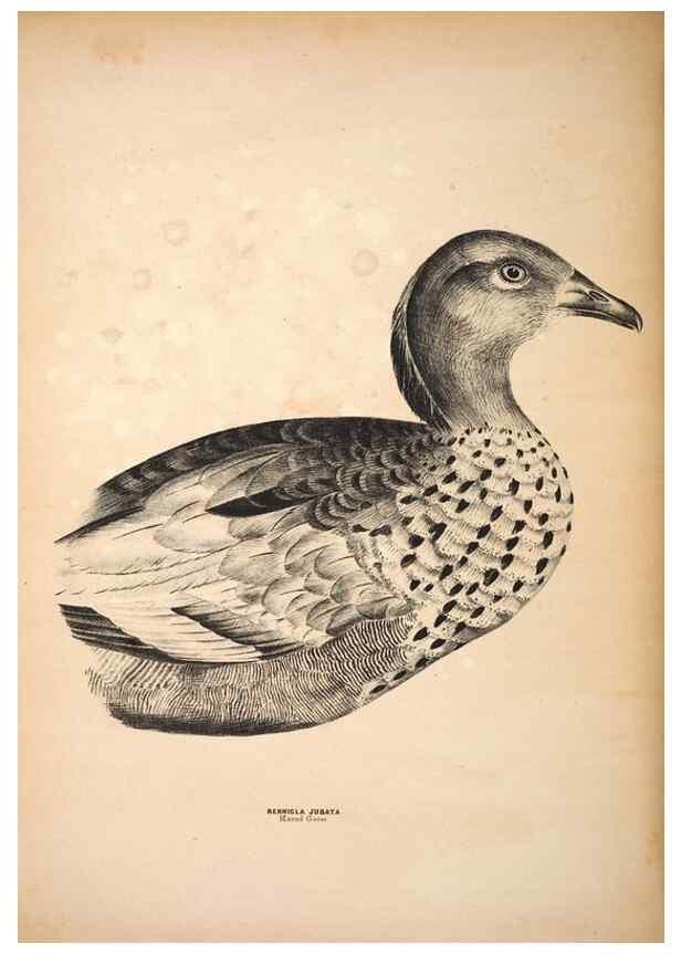 Reproducción/Reproduction 6797555134: Companion to Gould's Handbook; or, Synopsis of the birds of Australia.. Brisbane,Thorne & Greenwell,1877.