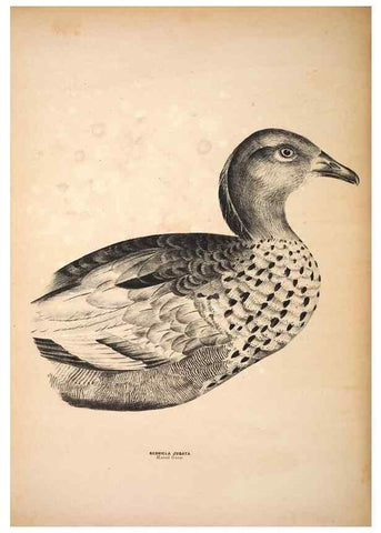 Reproducción/Reproduction 6797555134: Companion to Gould's Handbook; or, Synopsis of the birds of Australia.. Brisbane,Thorne & Greenwell,1877.