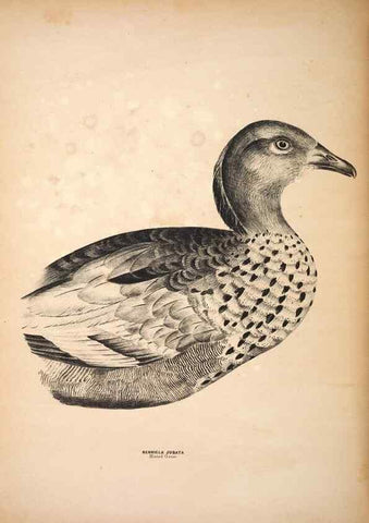 Reproducción/Reproduction 6797555134: Companion to Gould's Handbook; or, Synopsis of the birds of Australia.. Brisbane,Thorne & Greenwell,1877.