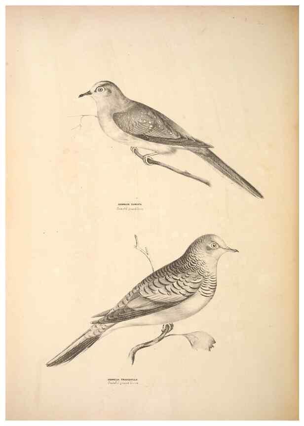 Reproducción/Reproduction 6797544694: Companion to Gould's Handbook; or, Synopsis of the birds of Australia.. Brisbane,Thorne & Greenwell,1877.