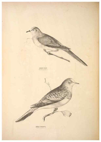 Reproducción/Reproduction 6797544694: Companion to Gould's Handbook; or, Synopsis of the birds of Australia.. Brisbane,Thorne & Greenwell,1877.