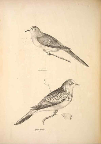 Reproducción/Reproduction 6797544694: Companion to Gould's Handbook; or, Synopsis of the birds of Australia.. Brisbane,Thorne & Greenwell,1877.