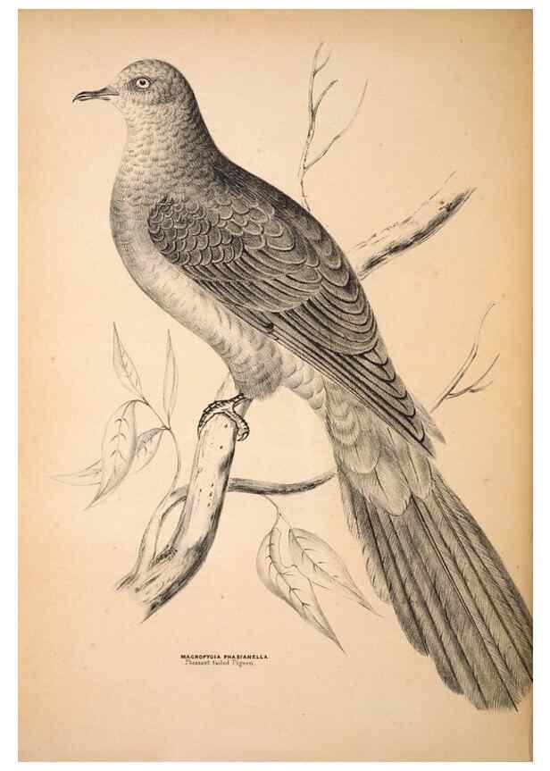 Reproducción/Reproduction 6943661323: Companion to Gould's Handbook; or, Synopsis of the birds of Australia.. Brisbane,Thorne & Greenwell,1877.