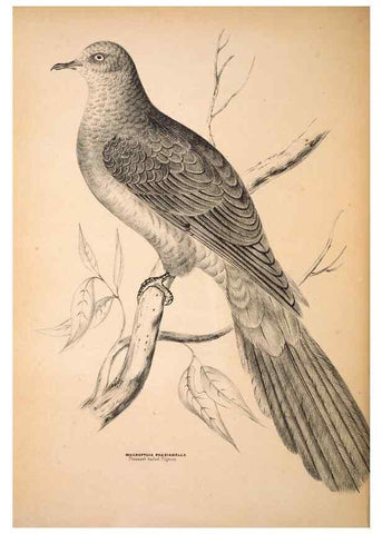 Reproducción/Reproduction 6943661323: Companion to Gould's Handbook; or, Synopsis of the birds of Australia.. Brisbane,Thorne & Greenwell,1877.