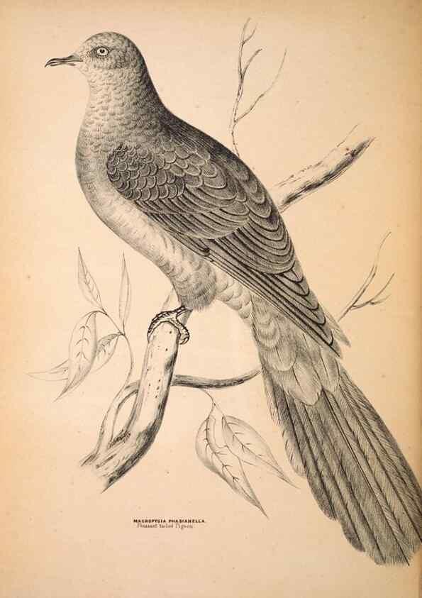 Reproducción/Reproduction 6943661323: Companion to Gould's Handbook; or, Synopsis of the birds of Australia.. Brisbane,Thorne & Greenwell,1877.