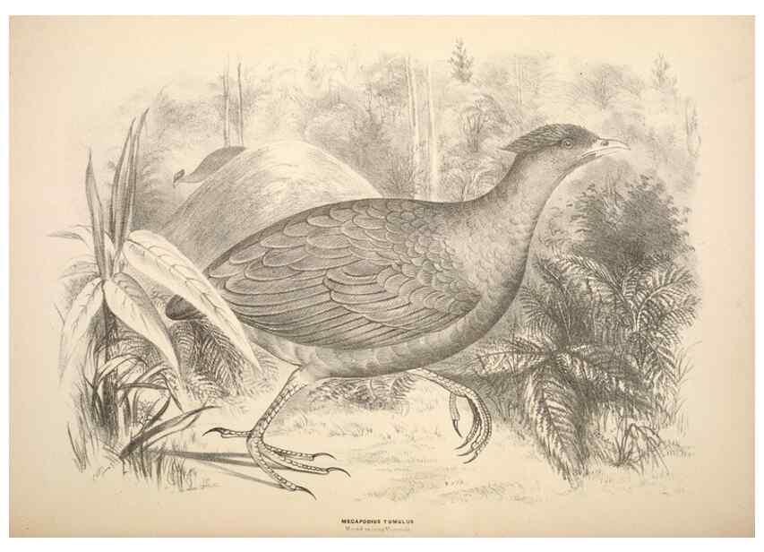Reproducción/Reproduction 6943662193: Companion to Gould's Handbook; or, Synopsis of the birds of Australia.. Brisbane,Thorne & Greenwell,1877.