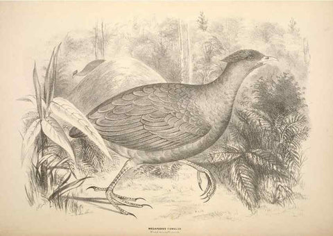 Reproducción/Reproduction 6943662193: Companion to Gould's Handbook; or, Synopsis of the birds of Australia.. Brisbane,Thorne & Greenwell,1877.