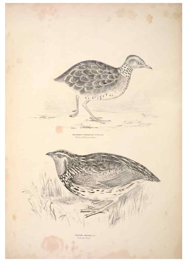 Reproducción/Reproduction 6797546960: Companion to Gould's Handbook; or, Synopsis of the birds of Australia.. Brisbane,Thorne & Greenwell,1877.