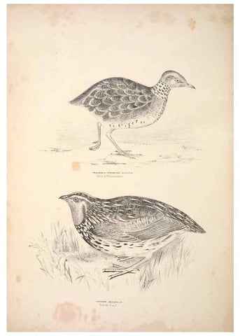 Reproducción/Reproduction 6797546960: Companion to Gould's Handbook; or, Synopsis of the birds of Australia.. Brisbane,Thorne & Greenwell,1877.