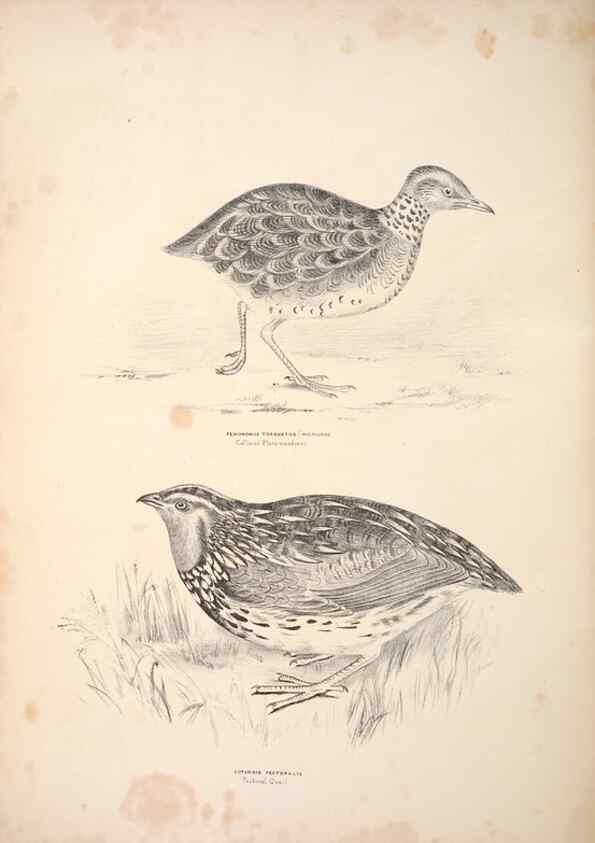 Reproducción/Reproduction 6797546960: Companion to Gould's Handbook; or, Synopsis of the birds of Australia.. Brisbane,Thorne & Greenwell,1877.