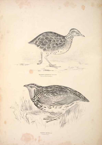 Reproducción/Reproduction 6797546960: Companion to Gould's Handbook; or, Synopsis of the birds of Australia.. Brisbane,Thorne & Greenwell,1877.