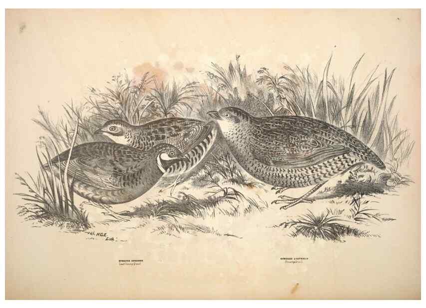 Reproducción/Reproduction 6797547714: Companion to Gould's Handbook; or, Synopsis of the birds of Australia.. Brisbane,Thorne & Greenwell,1877.
