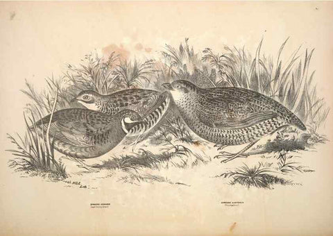 Reproducción/Reproduction 6797547714: Companion to Gould's Handbook; or, Synopsis of the birds of Australia.. Brisbane,Thorne & Greenwell,1877.