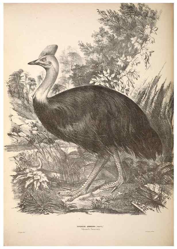 Reproducción/Reproduction 6797548576: Companion to Gould's Handbook; or, Synopsis of the birds of Australia.. Brisbane,Thorne & Greenwell,1877.