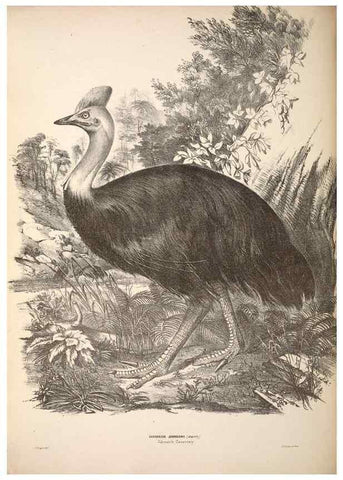 Reproducción/Reproduction 6797548576: Companion to Gould's Handbook; or, Synopsis of the birds of Australia.. Brisbane,Thorne & Greenwell,1877.