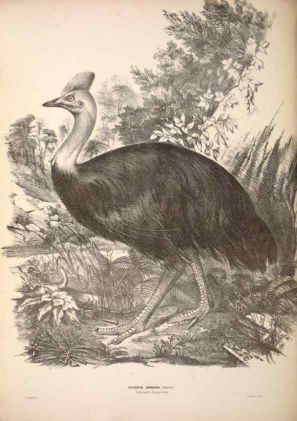 Reproducción/Reproduction 6797548576: Companion to Gould's Handbook; or, Synopsis of the birds of Australia.. Brisbane,Thorne & Greenwell,1877.