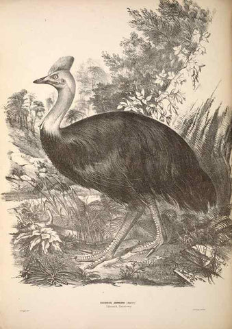 Reproducción/Reproduction 6797548576: Companion to Gould's Handbook; or, Synopsis of the birds of Australia.. Brisbane,Thorne & Greenwell,1877.