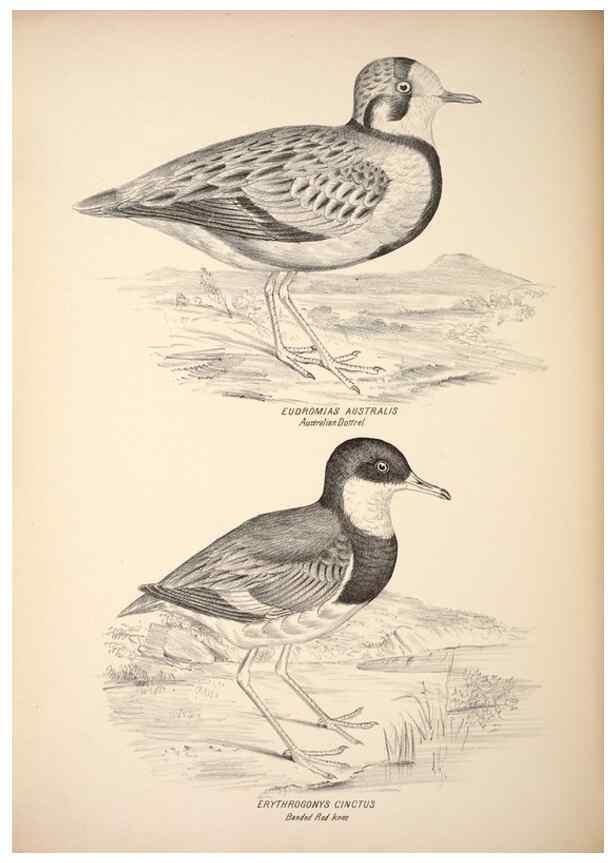 Reproducción/Reproduction 6797549358: Companion to Gould's Handbook; or, Synopsis of the birds of Australia.. Brisbane,Thorne & Greenwell,1877.