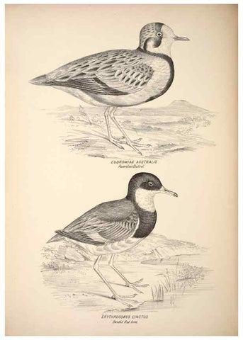 Reproducción/Reproduction 6797549358: Companion to Gould's Handbook; or, Synopsis of the birds of Australia.. Brisbane,Thorne & Greenwell,1877.