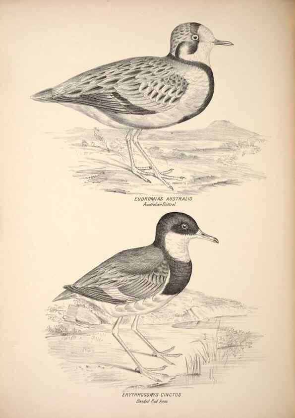 Reproducción/Reproduction 6797549358: Companion to Gould's Handbook; or, Synopsis of the birds of Australia.. Brisbane,Thorne & Greenwell,1877.