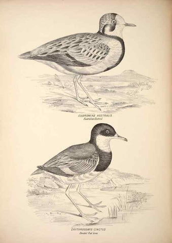 Reproducción/Reproduction 6797549358: Companion to Gould's Handbook; or, Synopsis of the birds of Australia.. Brisbane,Thorne & Greenwell,1877.
