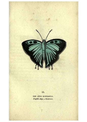 Reproducción/Reproduction 6800116242: The book of butterflies, sphinxes and moths;. London,Whittaker,1832-34.