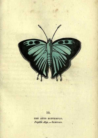 Reproducción/Reproduction 6800116242: The book of butterflies, sphinxes and moths;. London,Whittaker,1832-34.