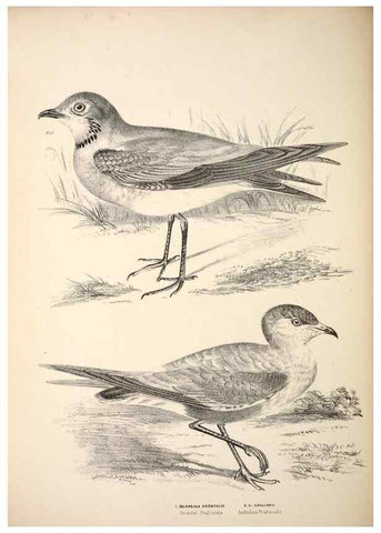 Reproducción/Reproduction 6797550058: Companion to Gould's Handbook; or, Synopsis of the birds of Australia.. Brisbane,Thorne & Greenwell,1877.