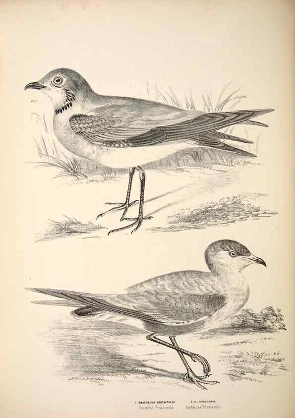 Reproducción/Reproduction 6797550058: Companion to Gould's Handbook; or, Synopsis of the birds of Australia.. Brisbane,Thorne & Greenwell,1877.